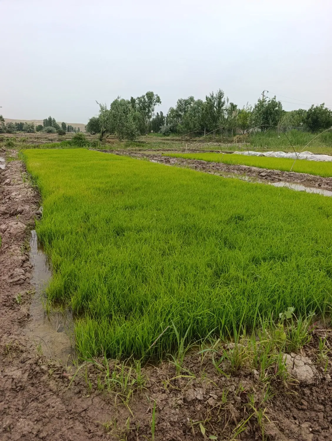 نشا|خدمات باغبانی و درختکاری|میانه, |دیوار