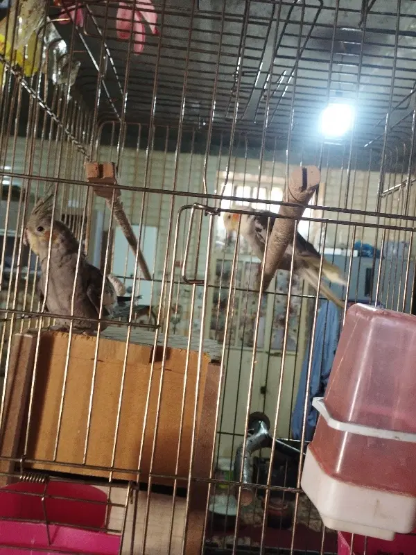 پرنده|پرنده|بزمان, |دیوار