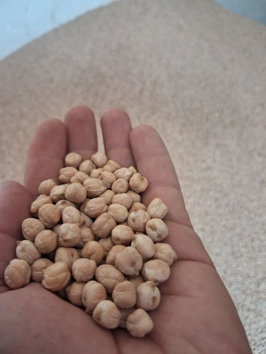 نخود|خوردنی و آشامیدنی|شیروان (خراسان), |دیوار