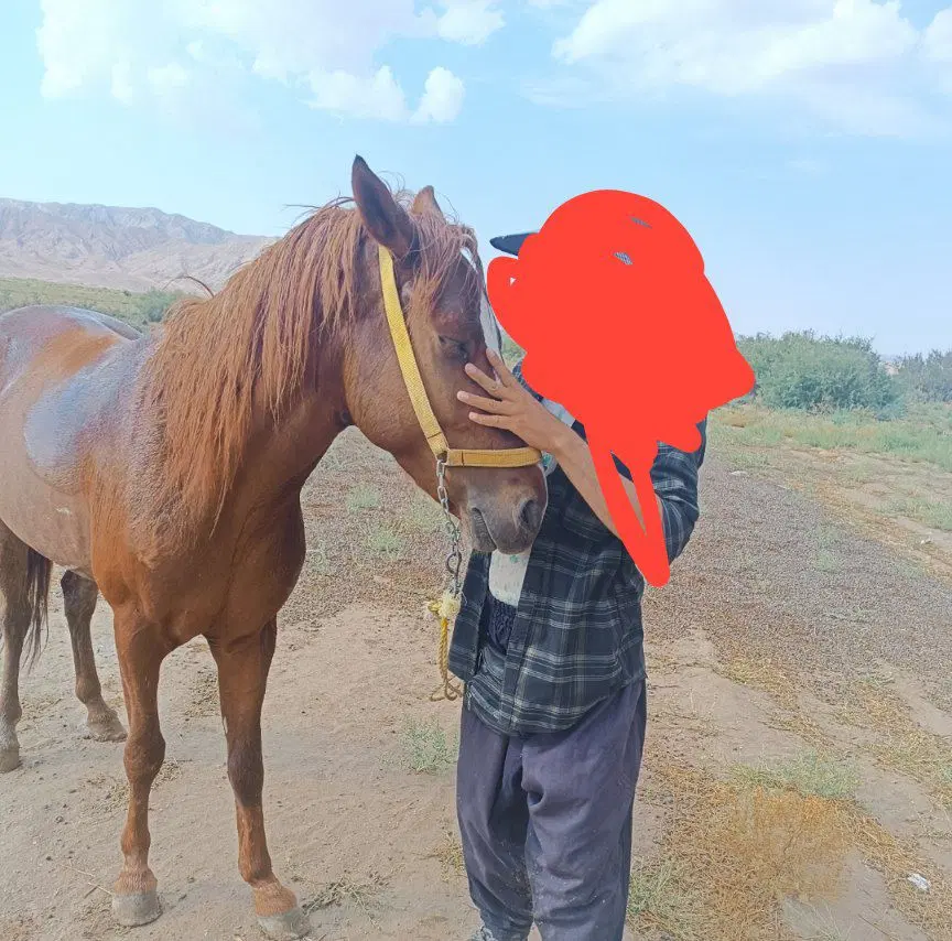 فروش|اسب و تجهیزات اسبسواری|دامغان, |دیوار
