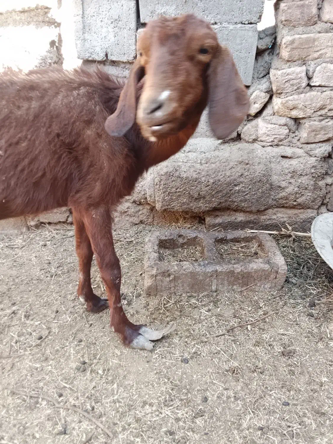 بزرشتی|حیوانات مزرعه|بم, |دیوار