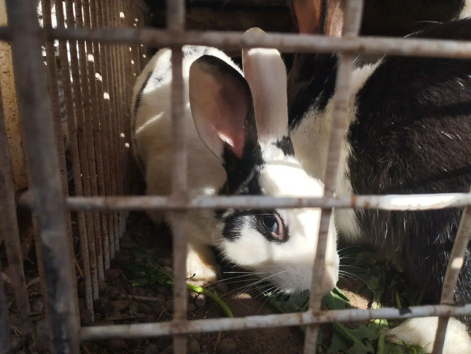 خرگوش|موش و خرگوش|گلستان (کرمان), |دیوار