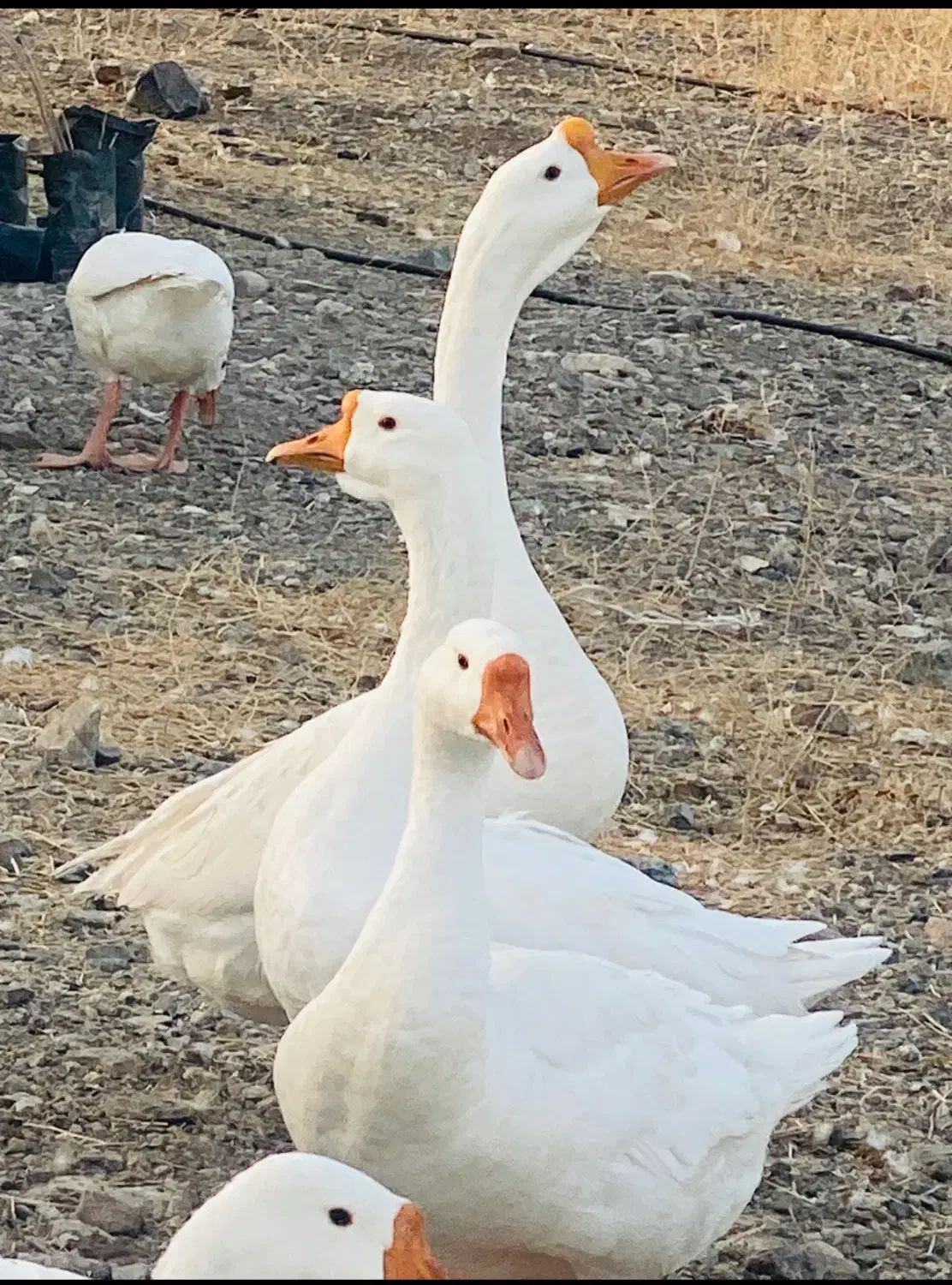 قوغاز فروشی رودان|حیوانات مزرعه|جغین, |دیوار