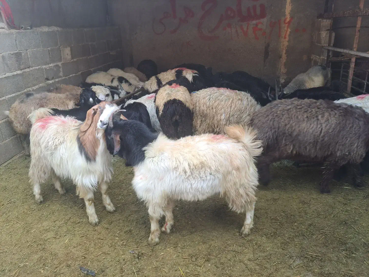 گوسفند|حیوانات مزرعه|شیراز, محمدیه|دیوار