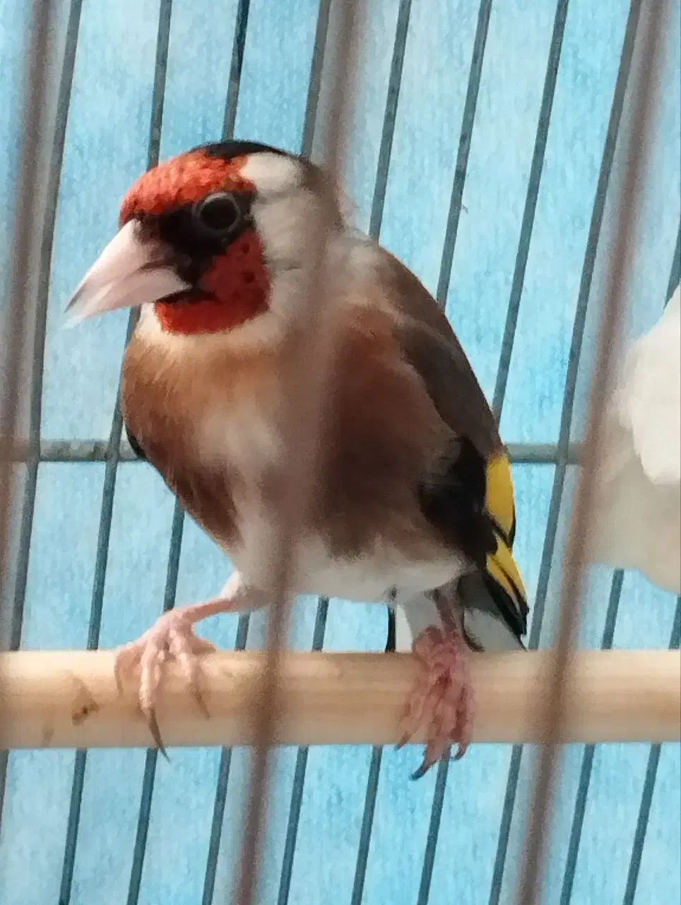 سیره|پرنده|سنندج, |دیوار