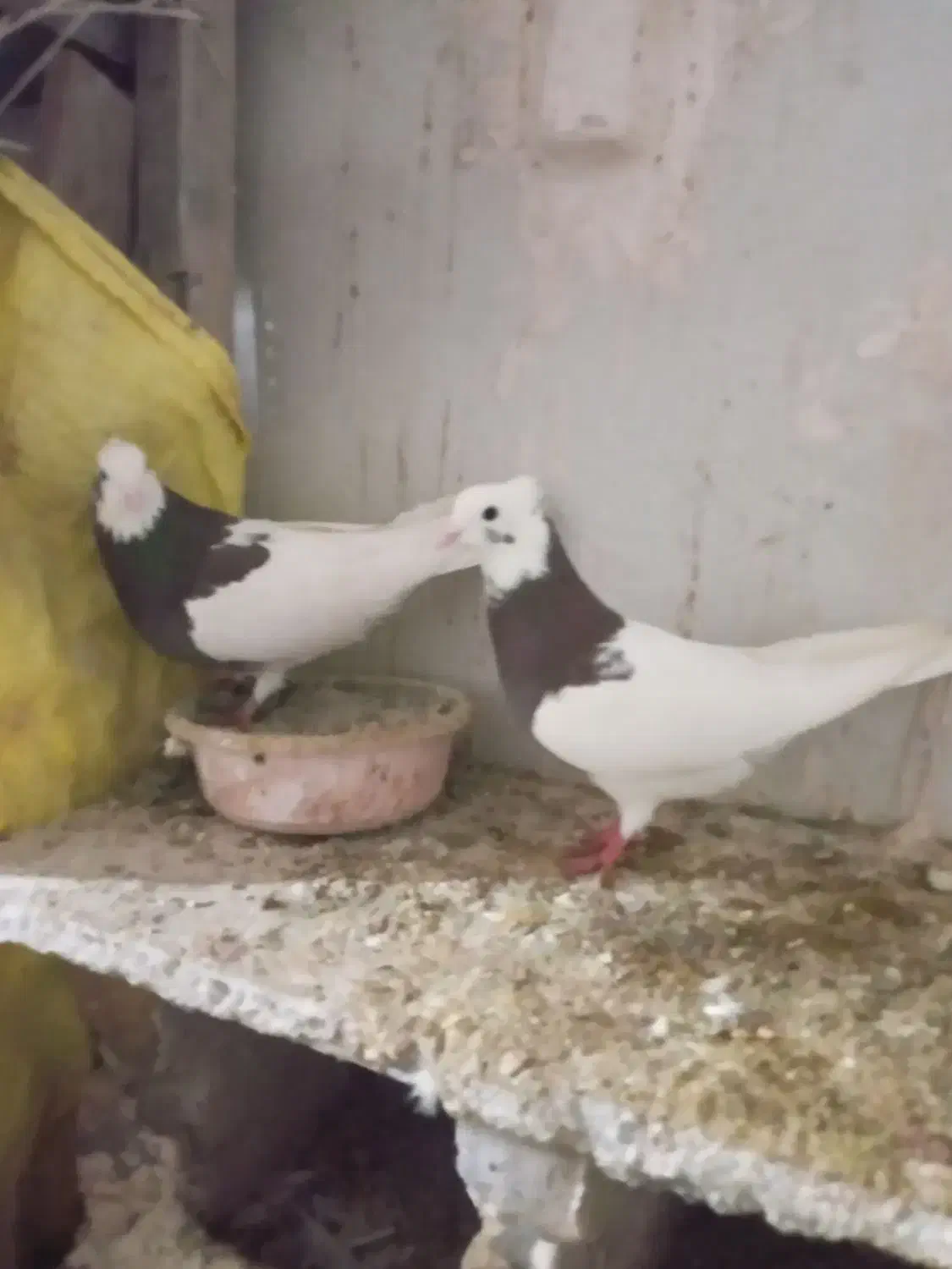 طوقی سرخ|پرنده|تربت‌حیدریه, باغ سلطانی|دیوار