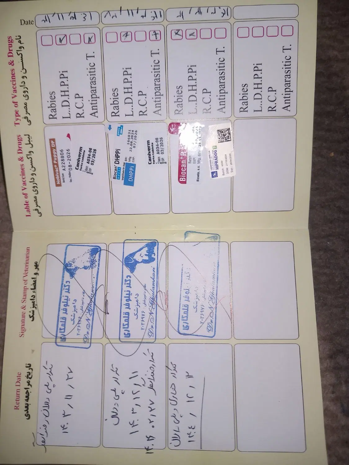 حیوانات|سگ|مسجد سلیمان, |دیوار