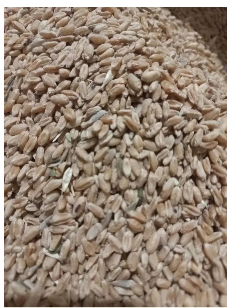 گندم دیم|خوردنی و آشامیدنی|اسفراین, |دیوار