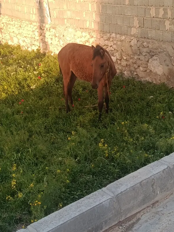 اسب|اسب و تجهیزات اسب‌سواری|انزل, |دیوار