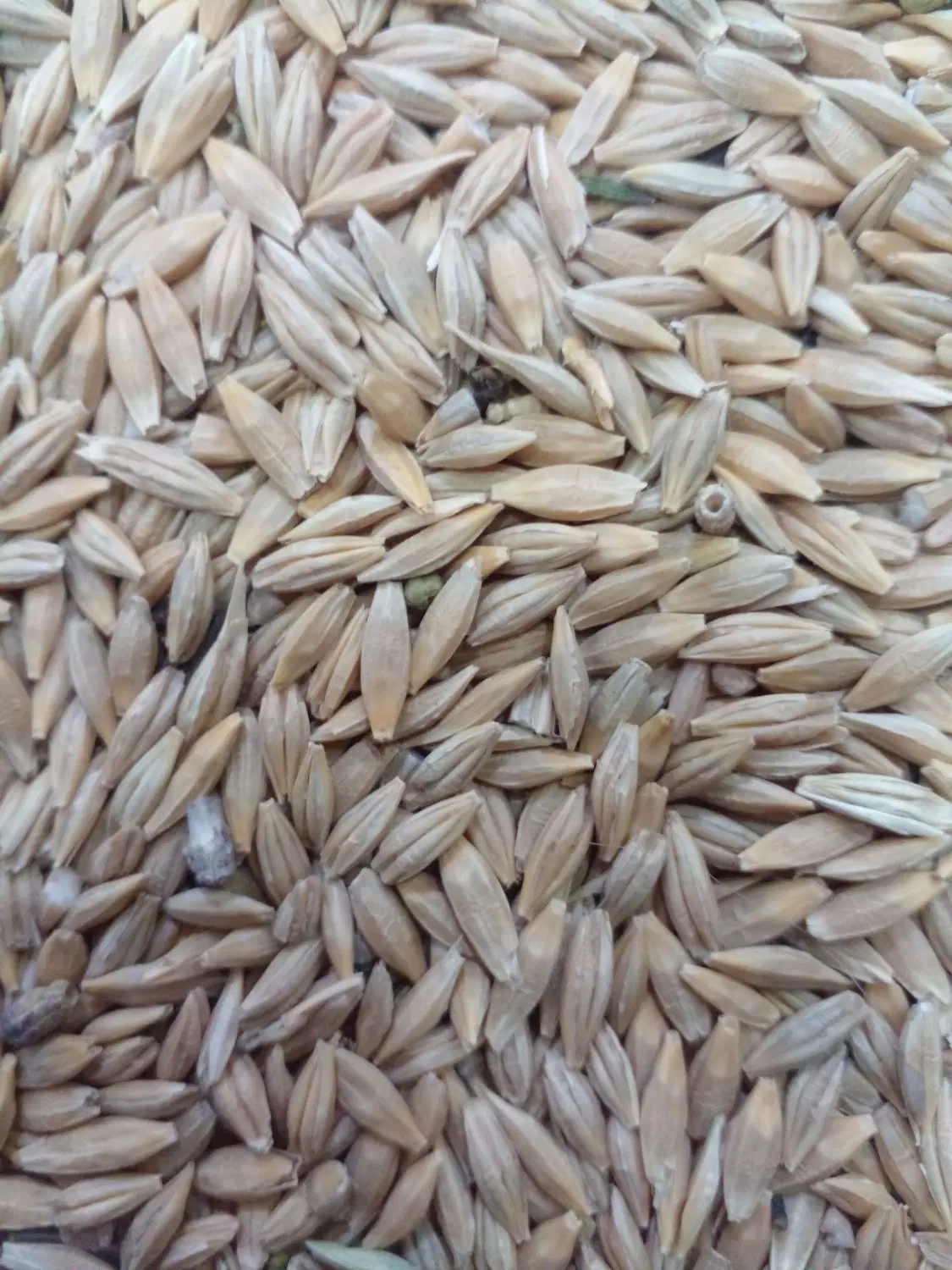 جو محلی|خوردنی و آشامیدنی|اندیکا, |دیوار