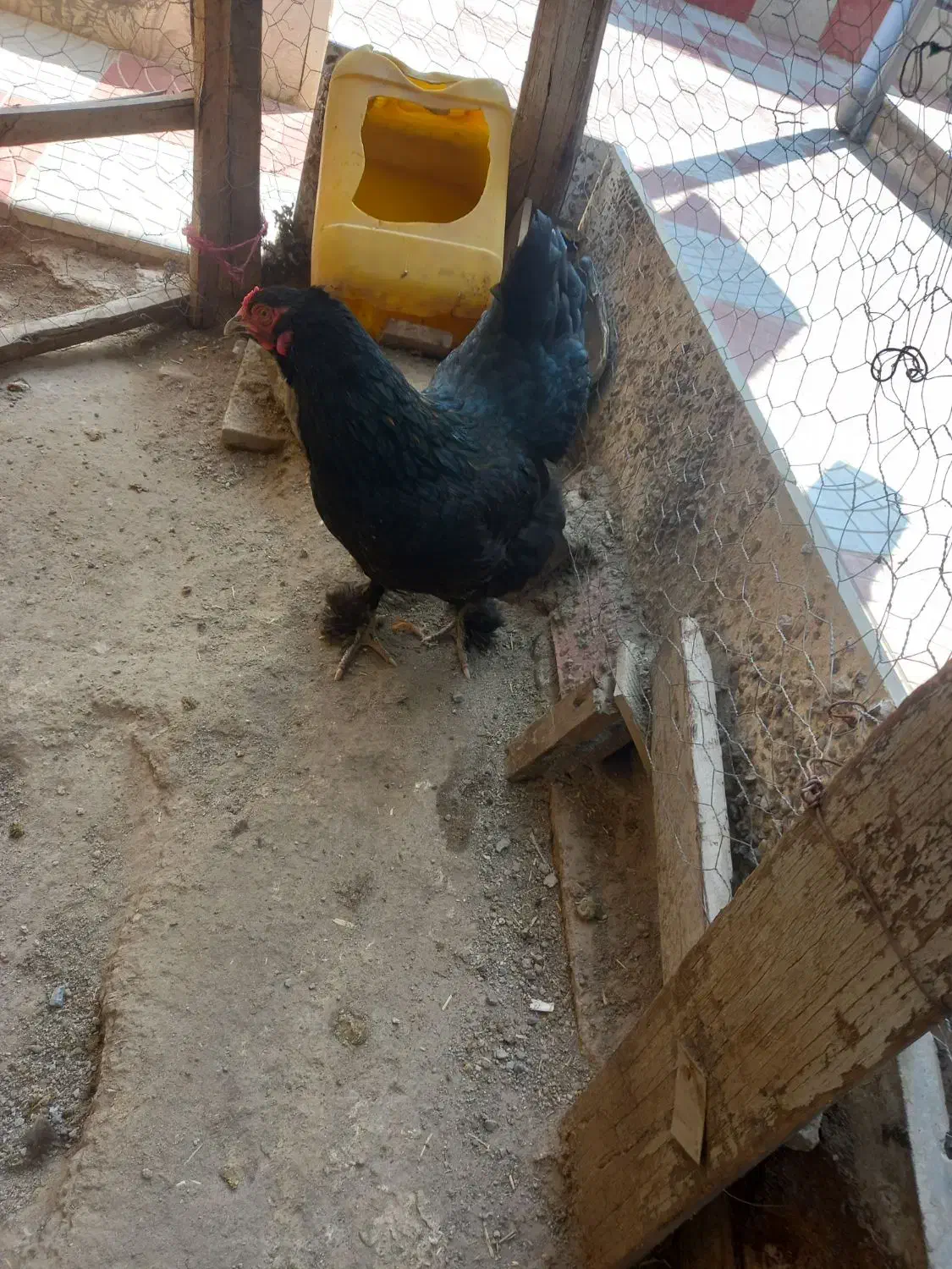 مرغ برهما|حیوانات مزرعه|مشگین شهر, |دیوار