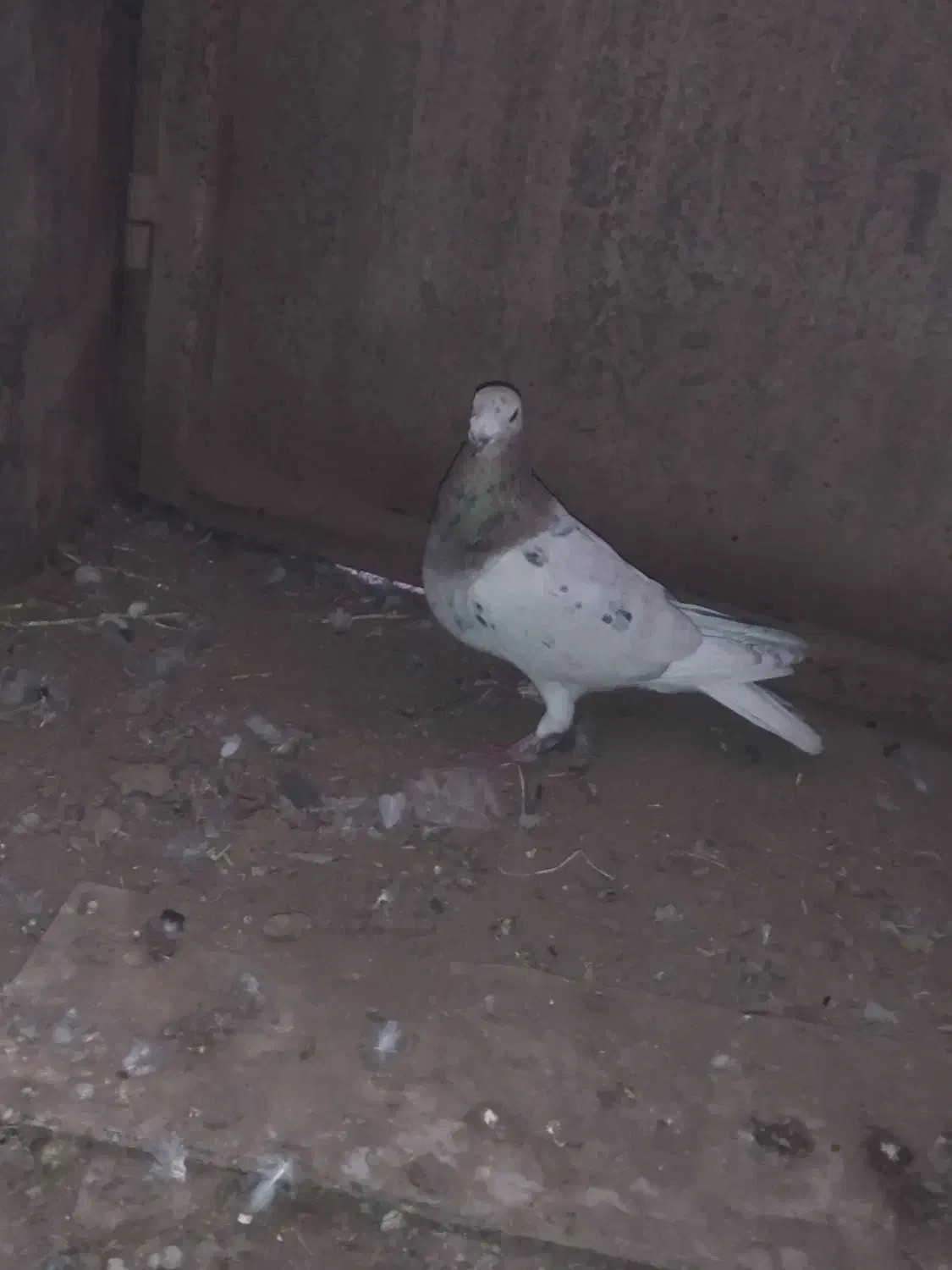 پلاکی|پرنده|گناباد, |دیوار