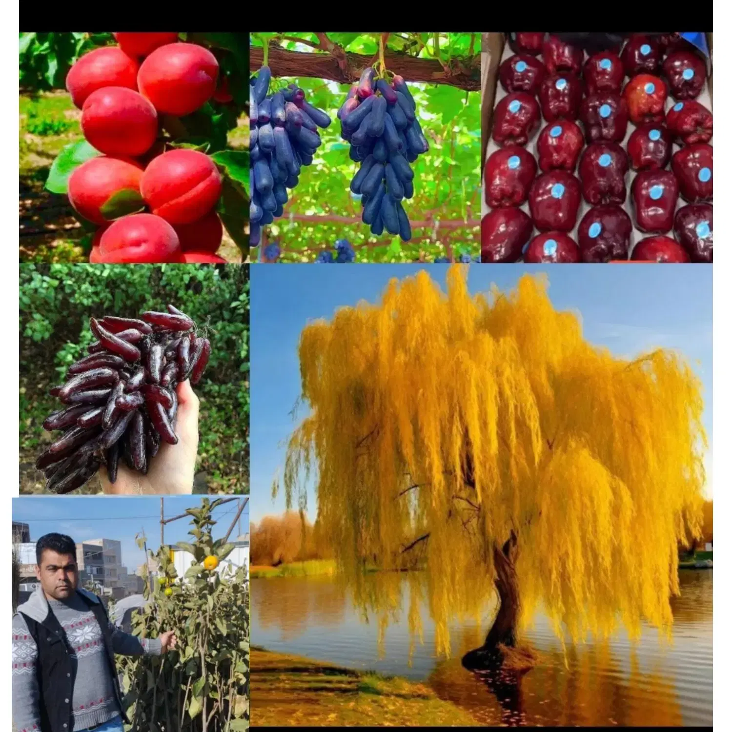 ،نهال|خدمات باغبانی و درختکاری|گرگان, |دیوار