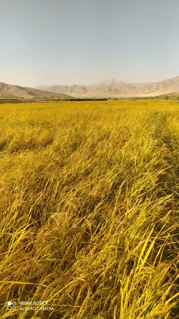 چلتوک|خوردنی و آشامیدنی|صحنه, |دیوار