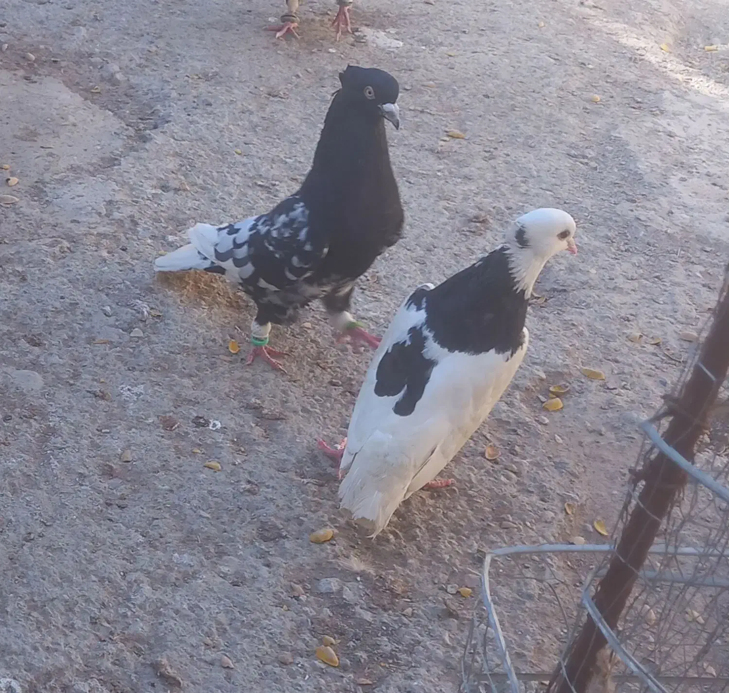 کفتر|پرنده|مشهد, امیرآباد|دیوار