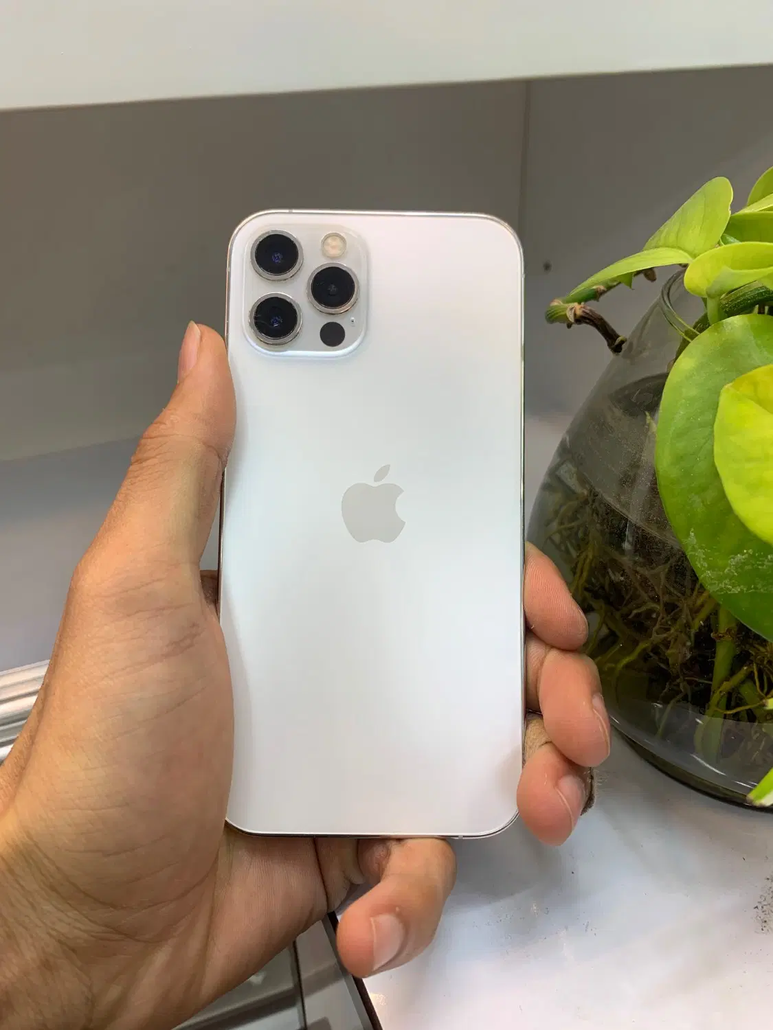 iphone 12 pro پلمپ512|موبایل|شیراز, ملاصدرا|دیوار