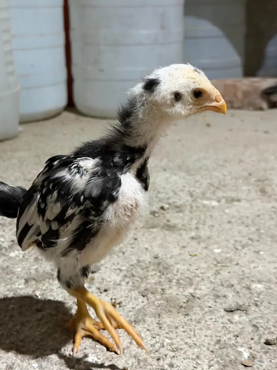 جوجه لاری|حیوانات مزرعه|تهران, شهر زیبا|دیوار