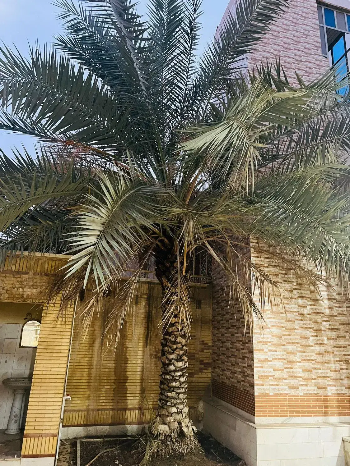 فلاح|خدمات باغبانی و درختکاری|بندر ماهشهر, |دیوار
