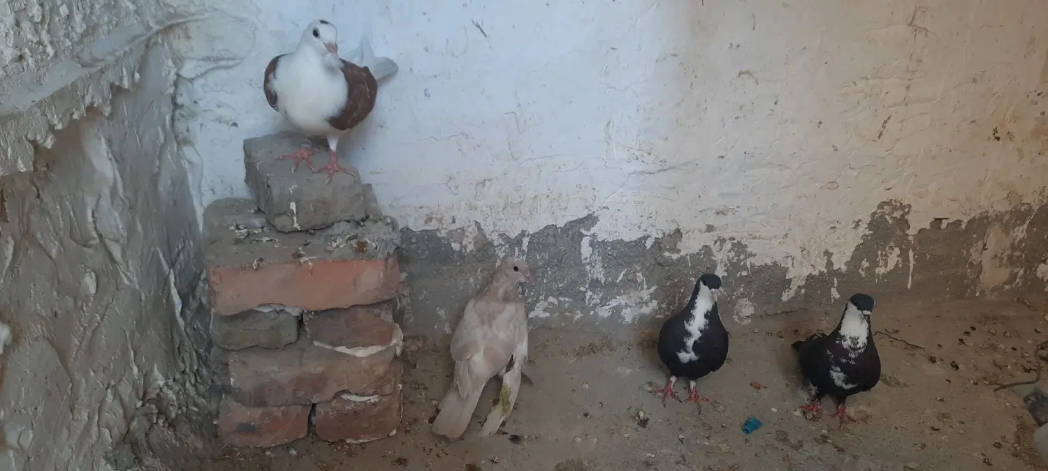 کبوتر|پرنده|زاهدان, |دیوار