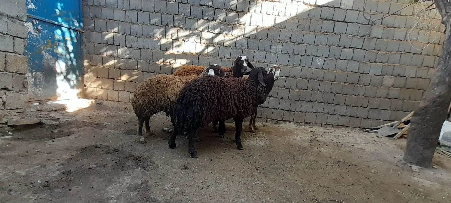 کاور نر|حیوانات مزرعه|سارال, |دیوار