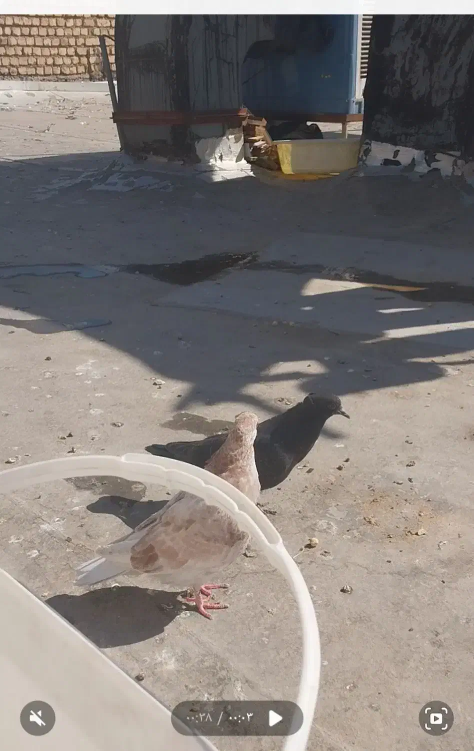 مفلق سیاه|حیوانات|اصفهان, شهرک کاوه|دیوار