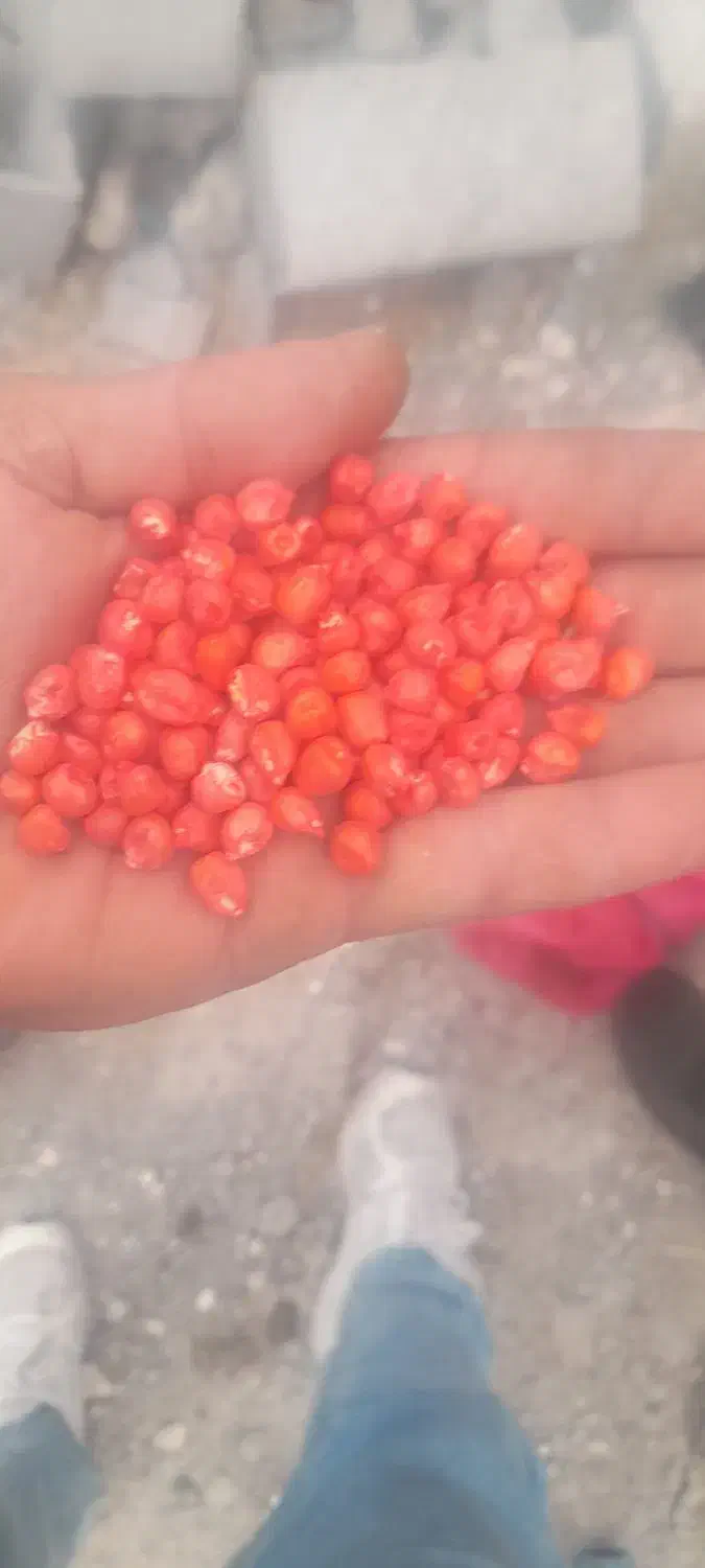 زرت|لوازم جانبی حیوانات|اردبیل, |دیوار