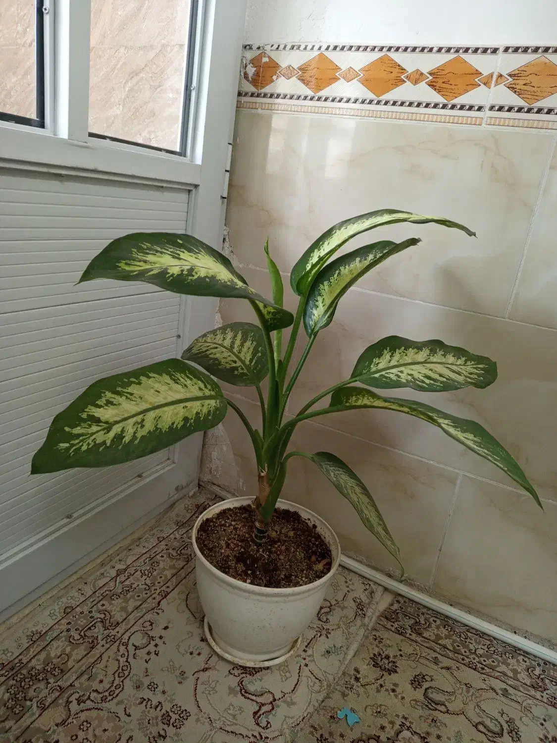 گل طبیعی|گل و گیاه طبیعی|هشتگرد, هشتگرد قدیم|دیوار