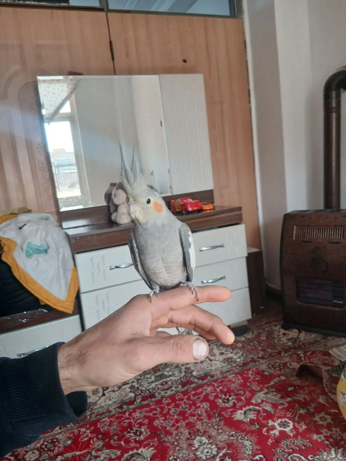 پرنده|پرنده|ایلخچی, |دیوار