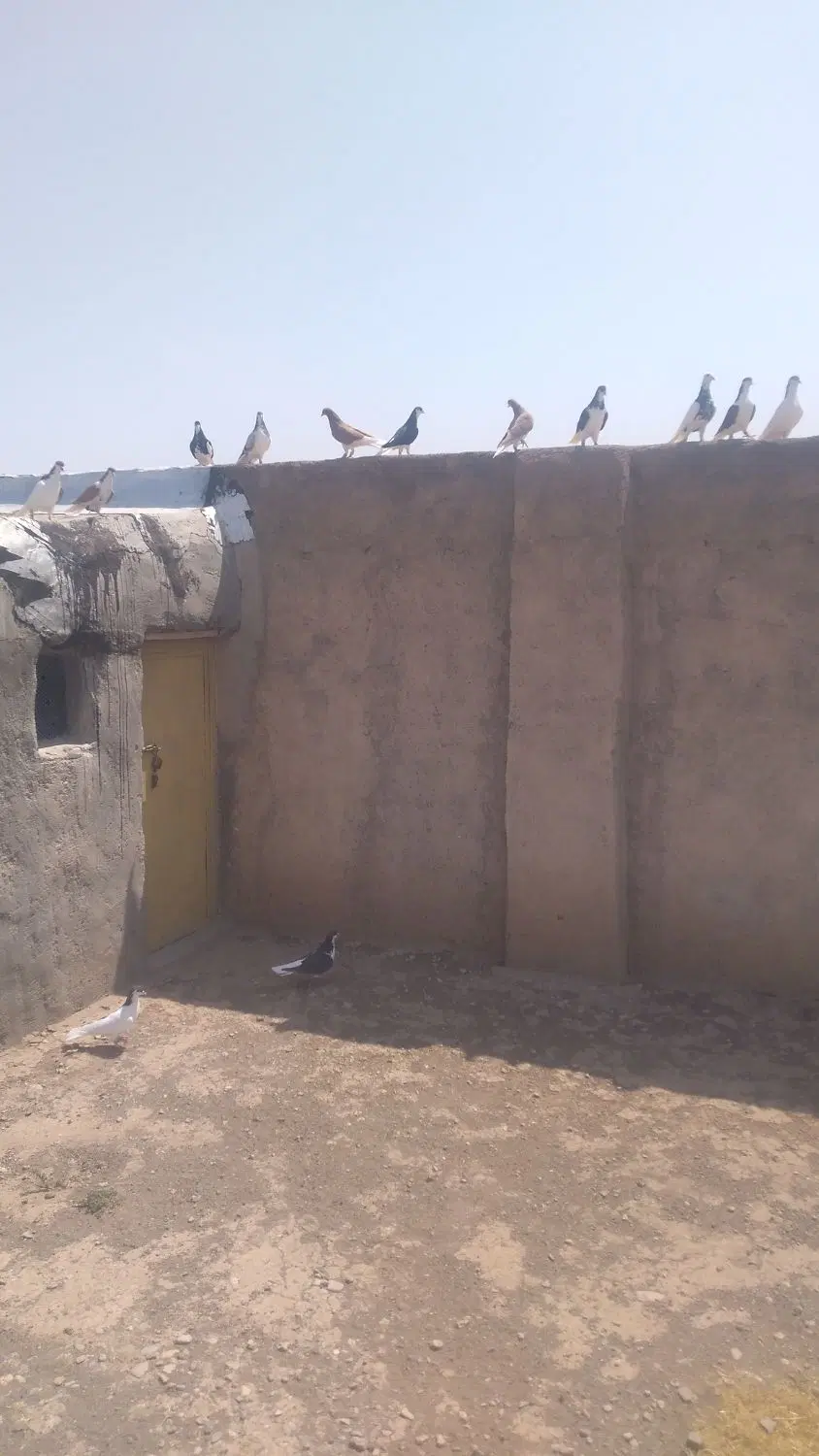 کبوتر|پرنده|دشتابی, |دیوار
