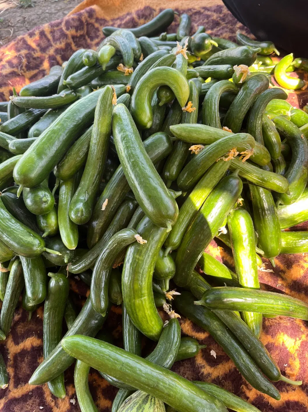 خیار|خوردنی و آشامیدنی|ارومیه, |دیوار