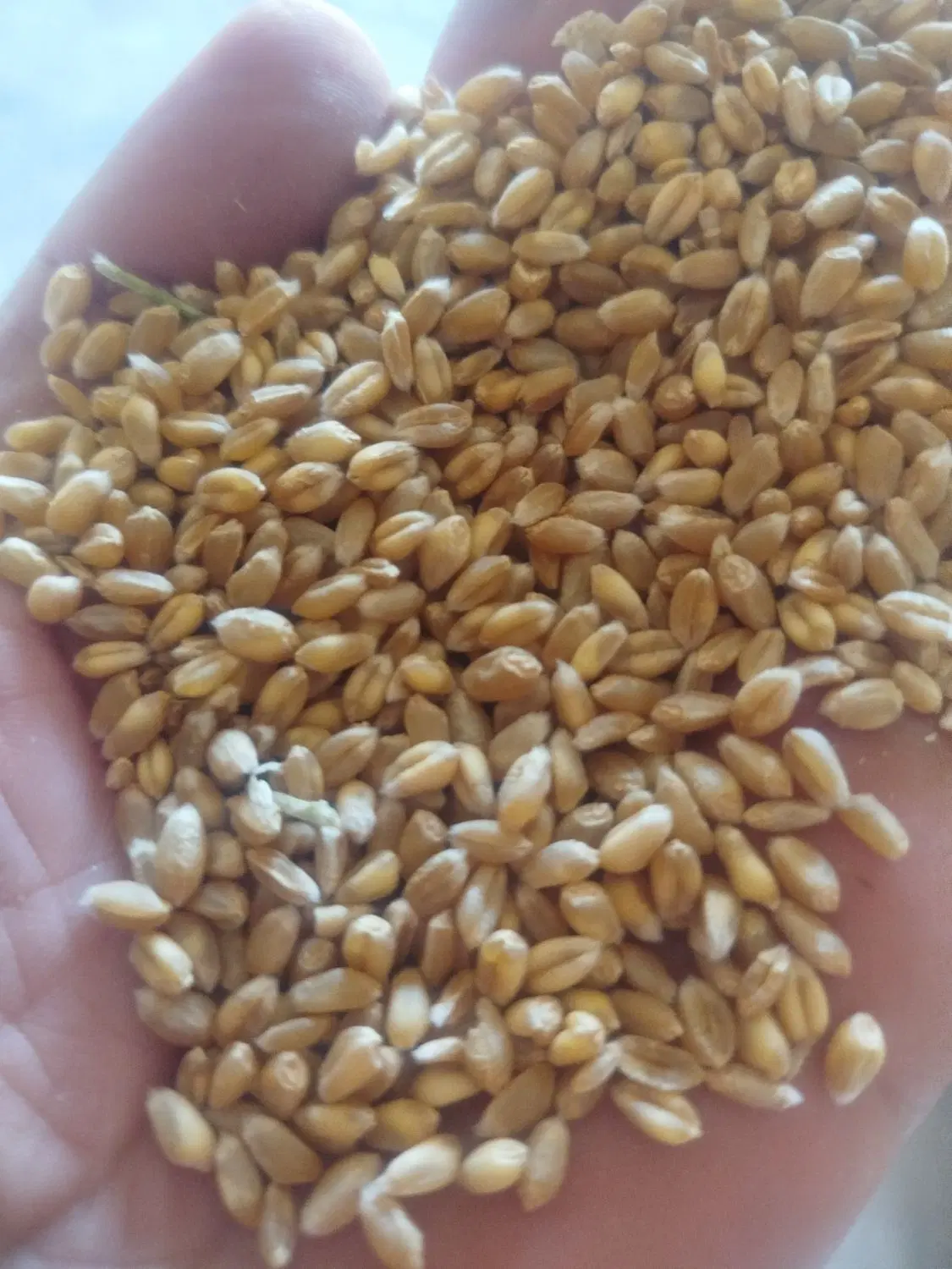 گندم آبی|خوردنی و آشامیدنی|نورآباد, |دیوار