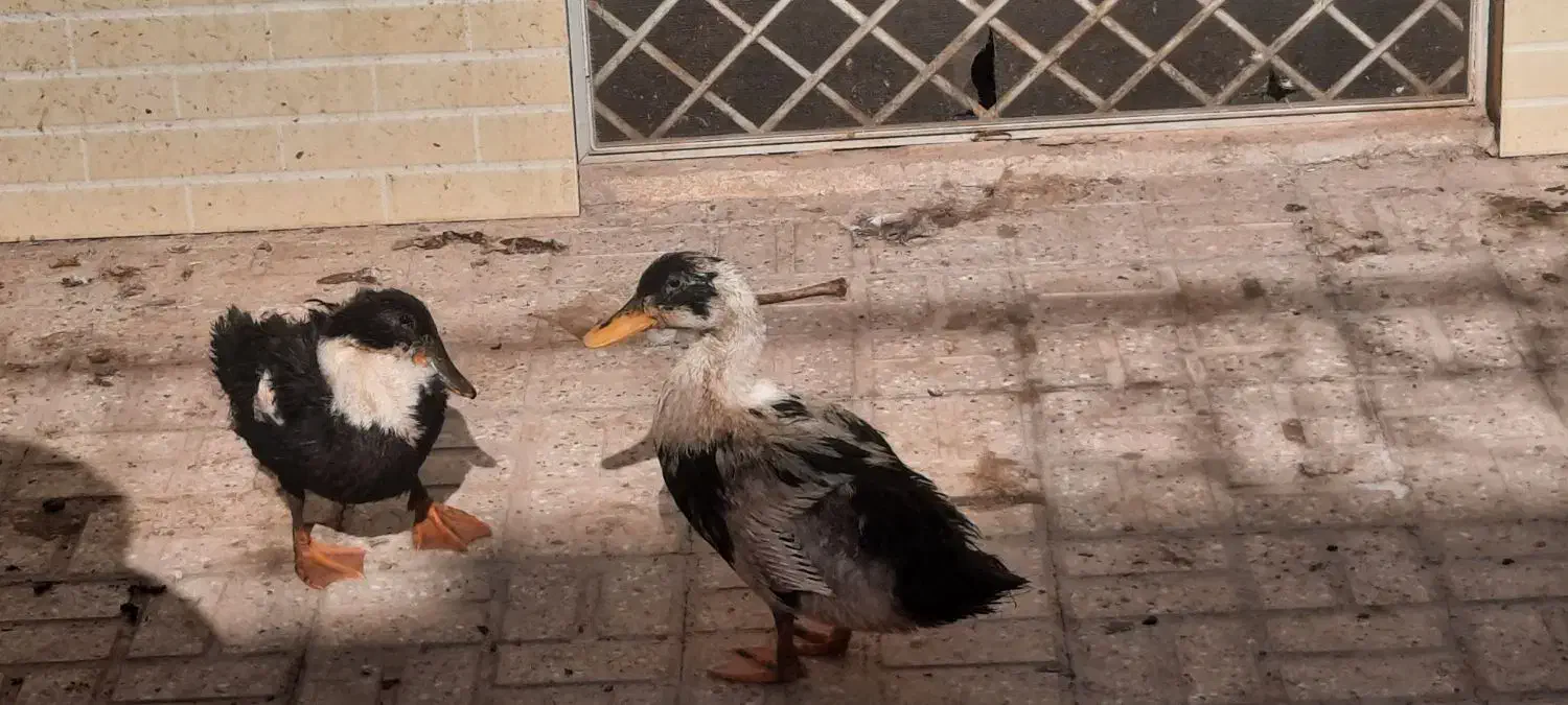 اردک|حیوانات مزرعه|یزد, |دیوار