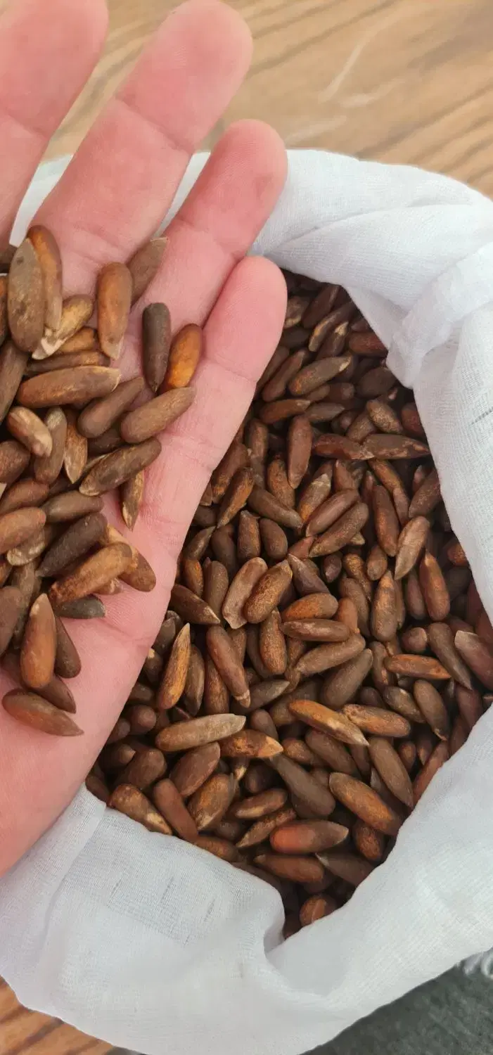 چلغوز|خوردنی و آشامیدنی|مشهد, آبکوه|دیوار