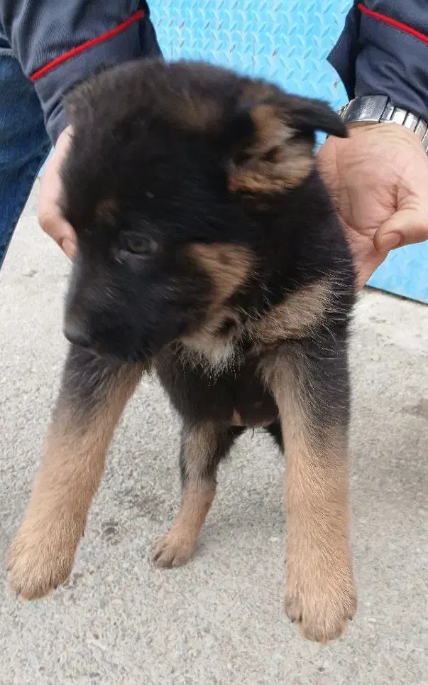 سگ ژرمن|سگ|باغستان, |دیوار