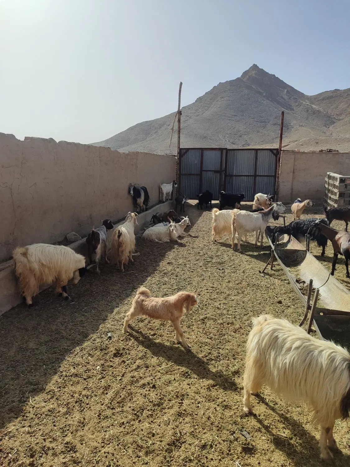 بزوبره|حیوانات مزرعه|خضر آباد, |دیوار