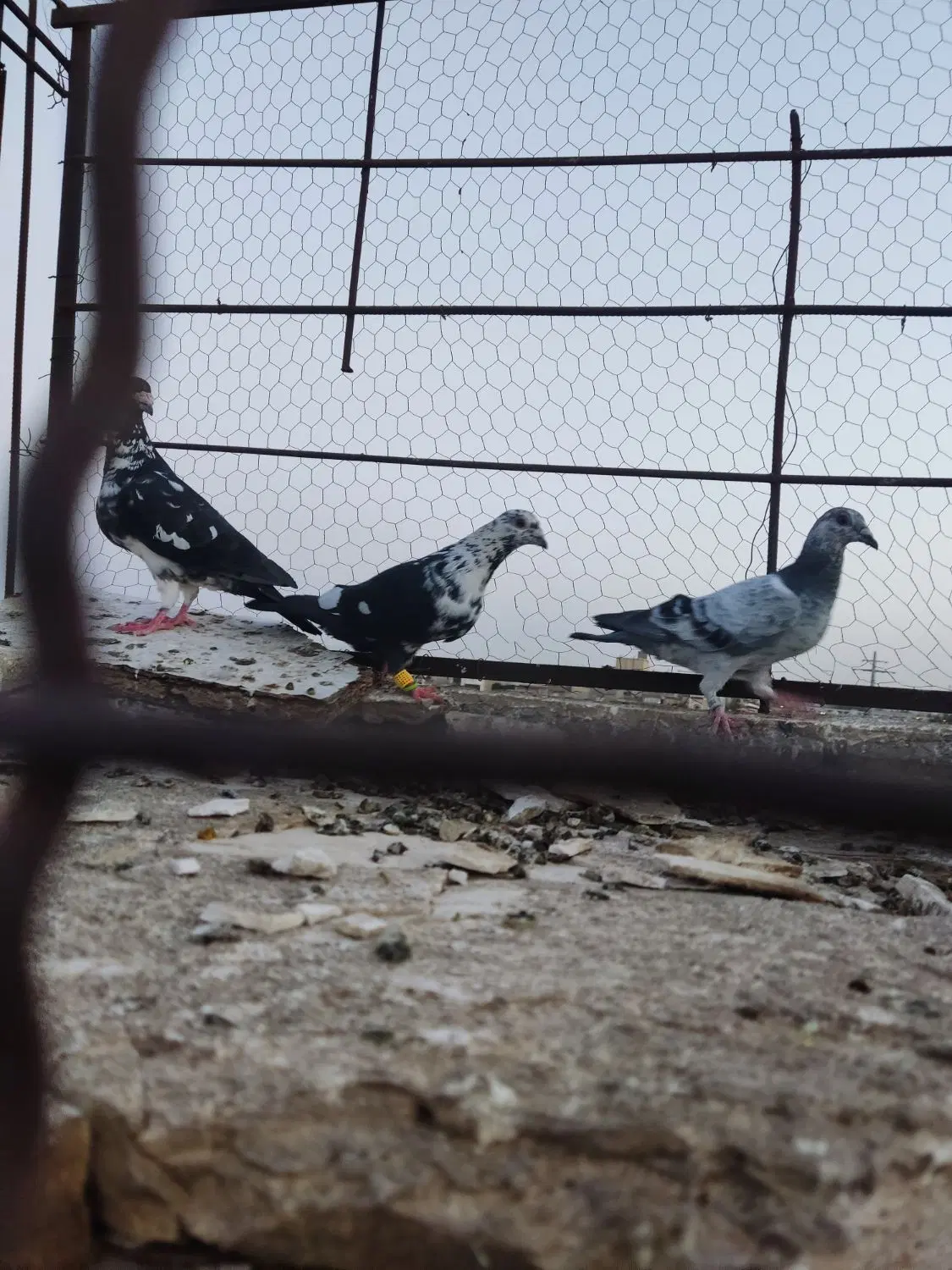 کفتر|پرنده|مشهد, ثامن|دیوار