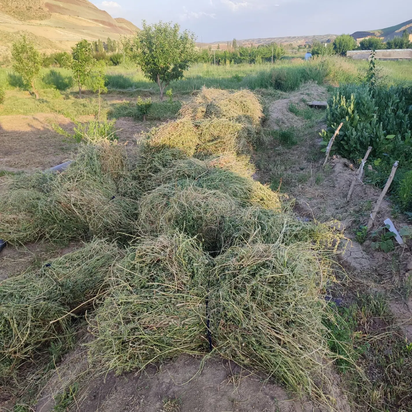 یونجه|خوردنی و آشامیدنی|خواجه, |دیوار