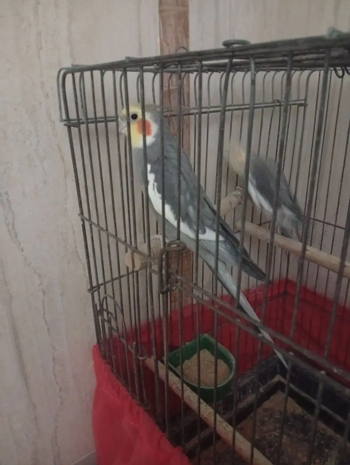 ...|پرنده|یزد, |دیوار