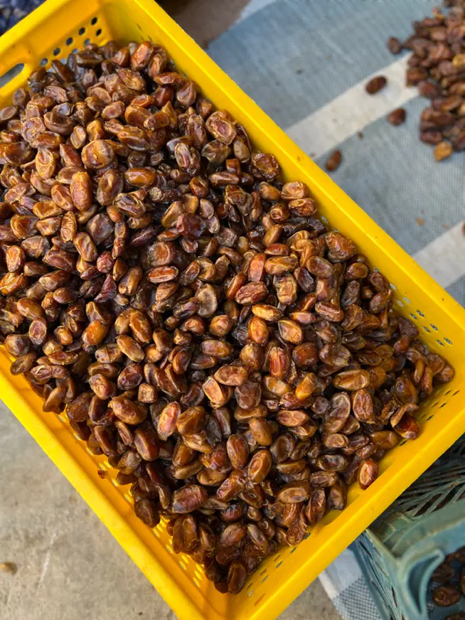 خرما|خوردنی و آشامیدنی|خشت, |دیوار