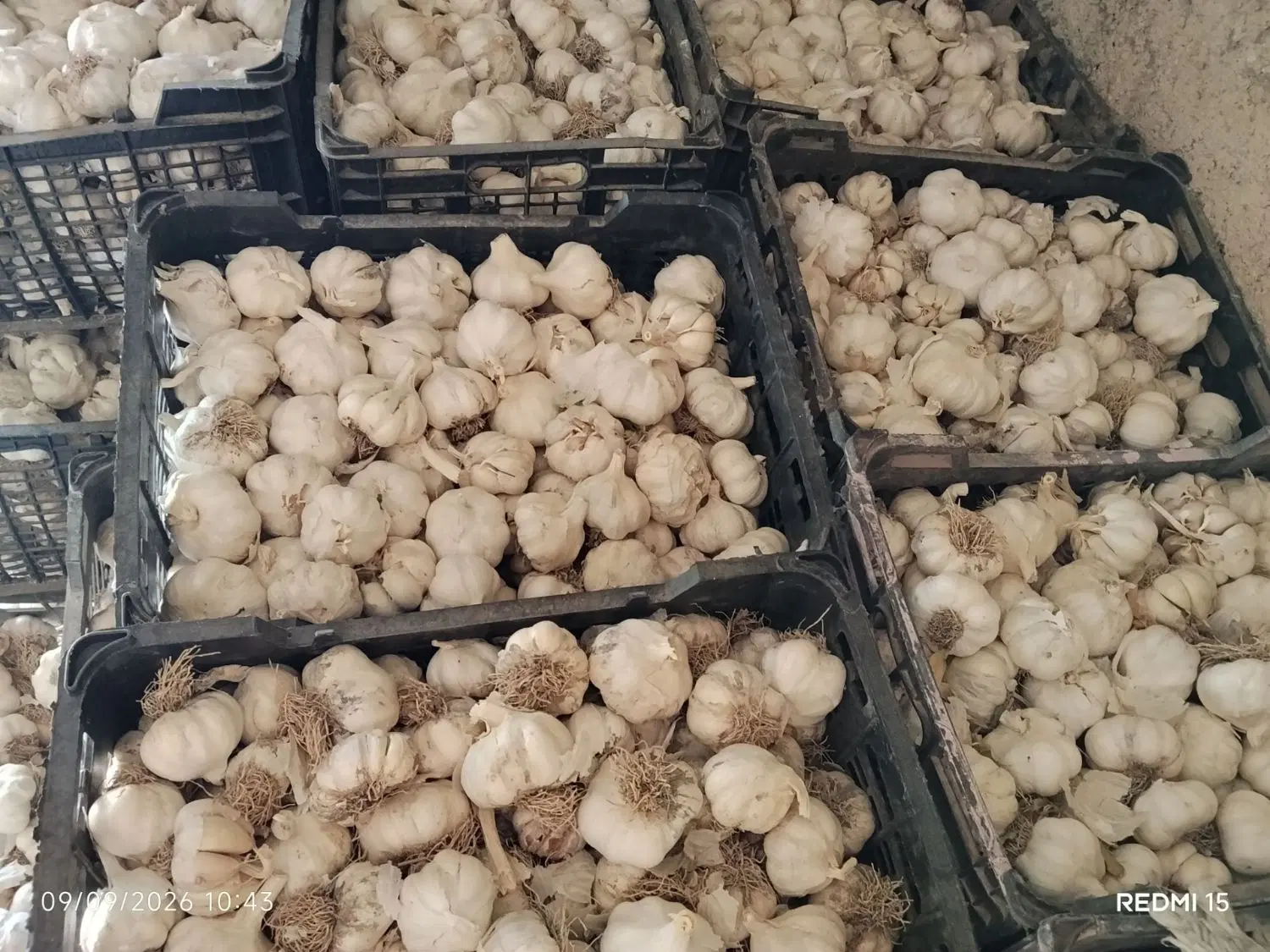 سیر|عمدهفروشی|کوار, |دیوار