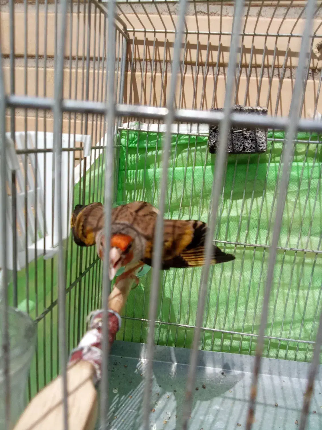 دورگ سهره قناری|پرنده|خرمآباد, |دیوار