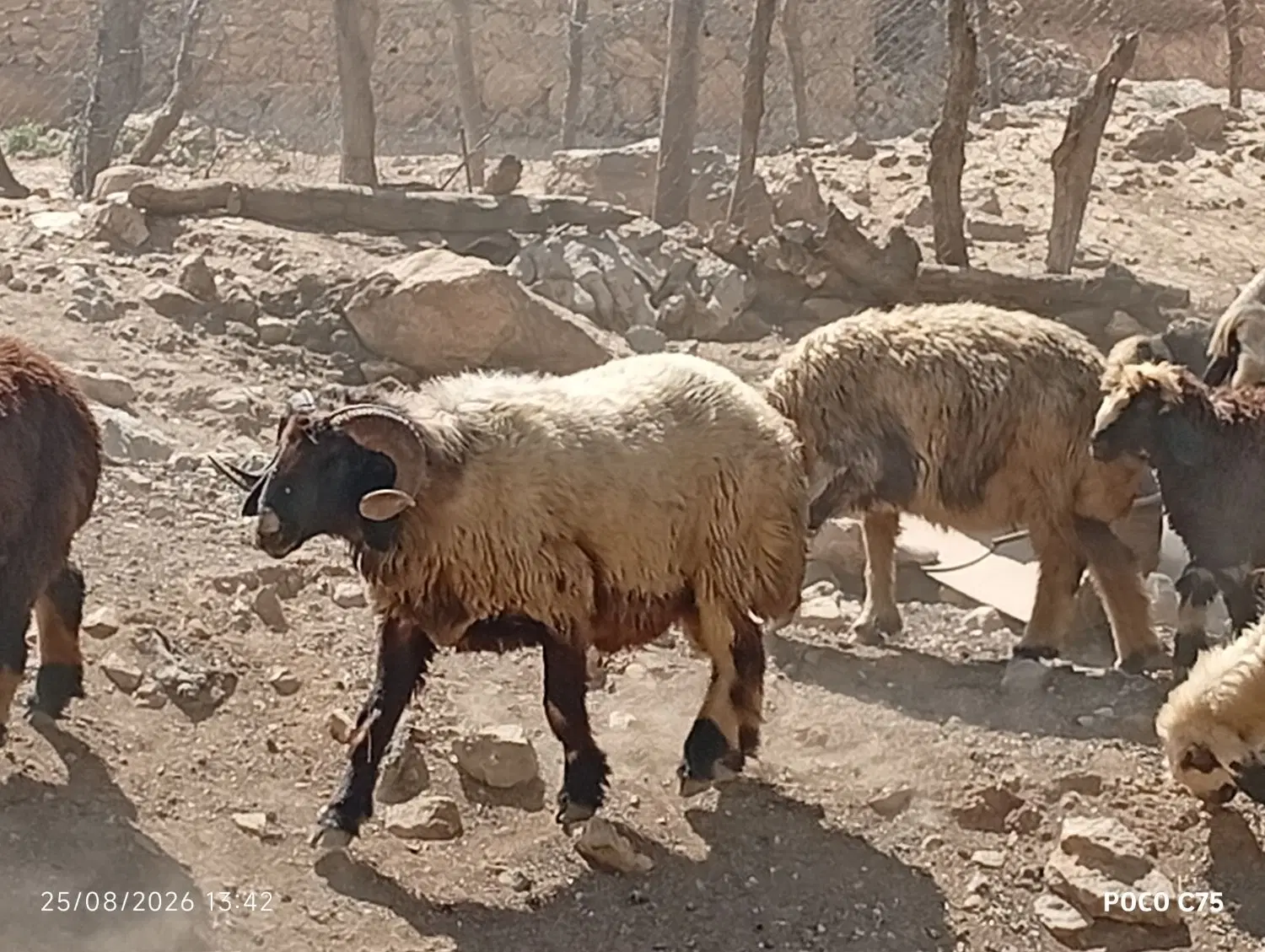 نذلغر|حیوانات مزرعه|لوداب, |دیوار