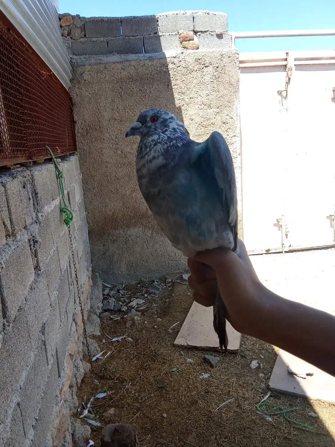 کبوتر|پرنده|ایوان, |دیوار