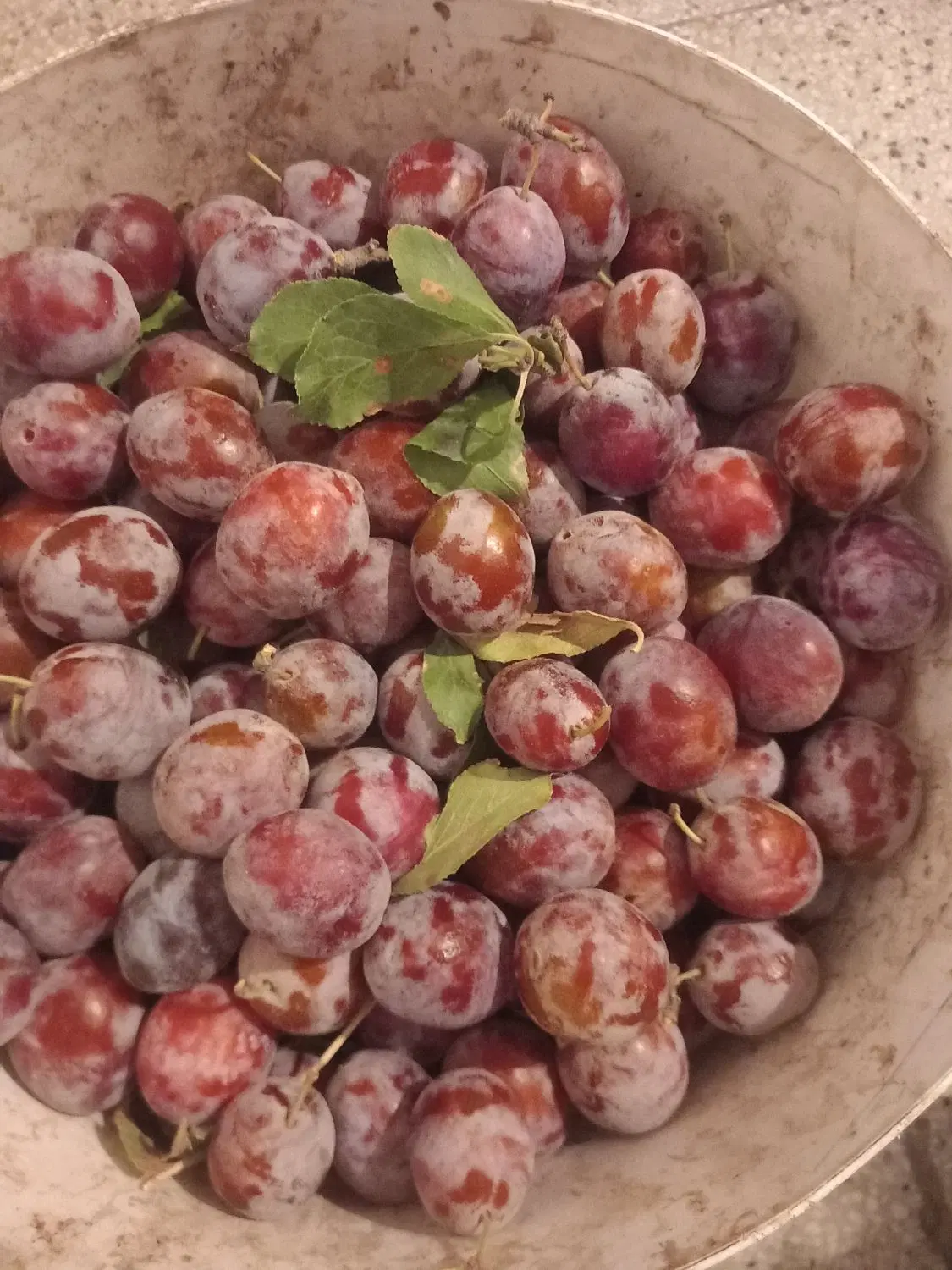 الو|خوردنی و آشامیدنی|نیشابور, گنبد سبز|دیوار