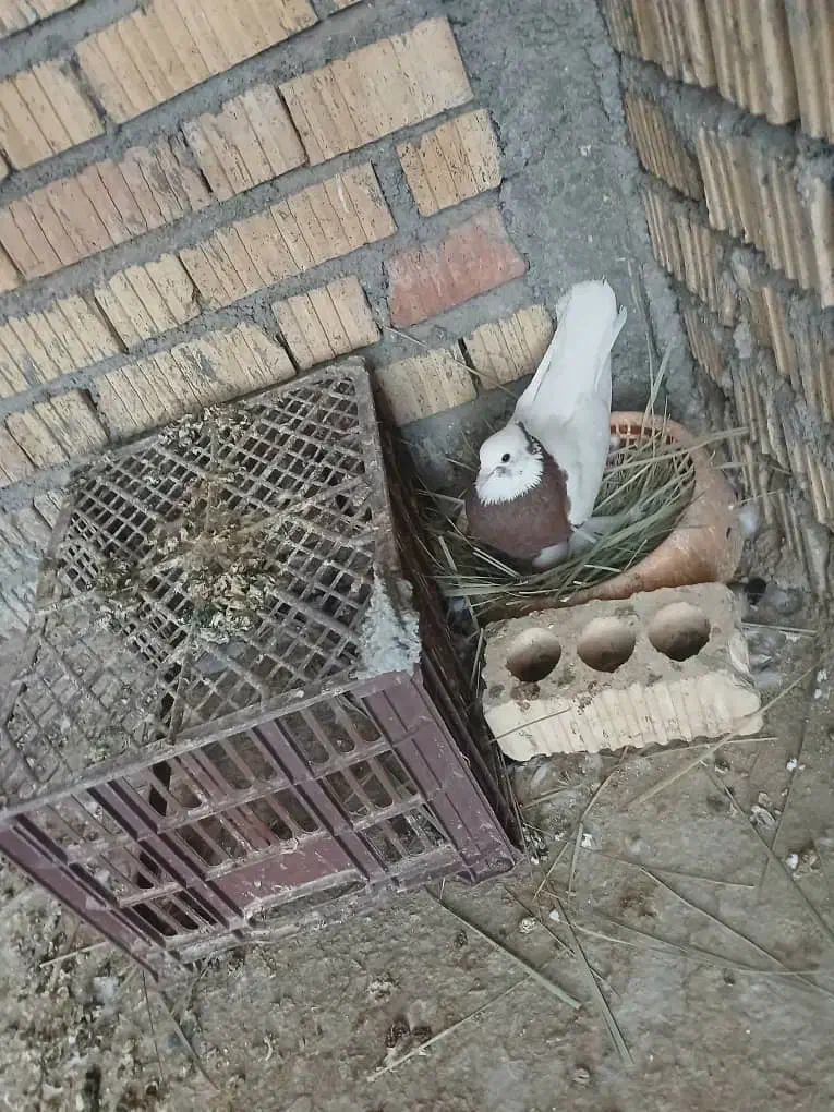 کبوتر|پرنده|داراب, |دیوار