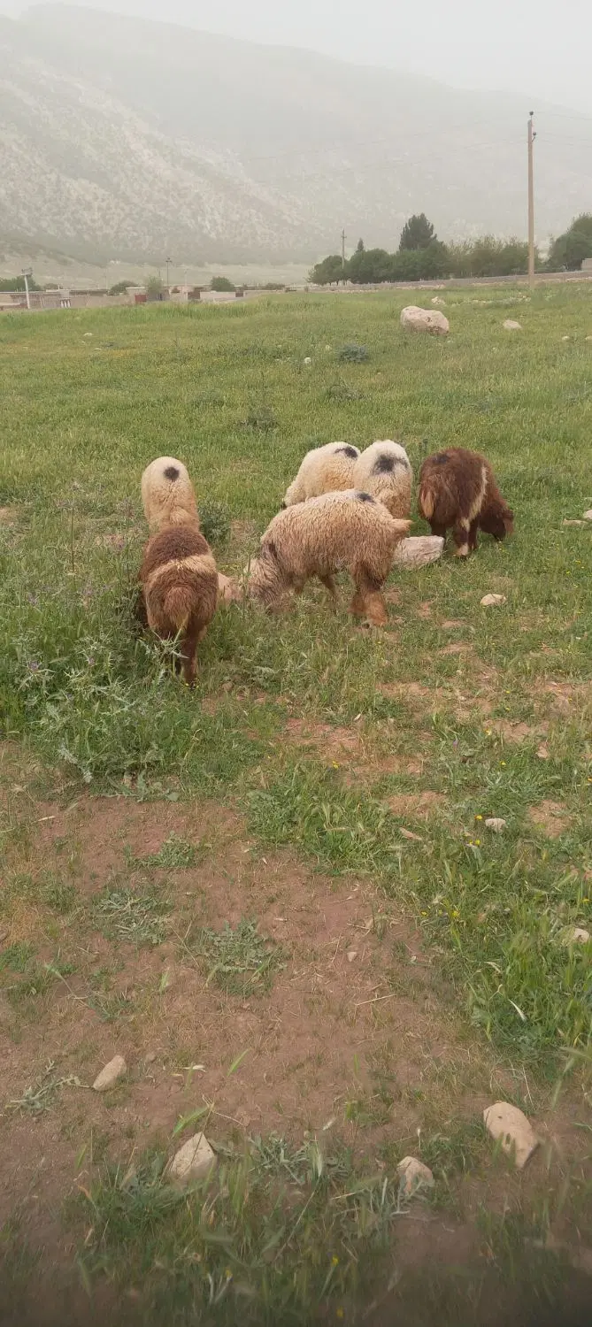 بره نر|حیوانات مزرعه|گیلان غرب, |دیوار
