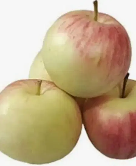 سیب درختی|خوردنی و آشامیدنی|تربتحیدریه, کلاته توکلی|دیوار
