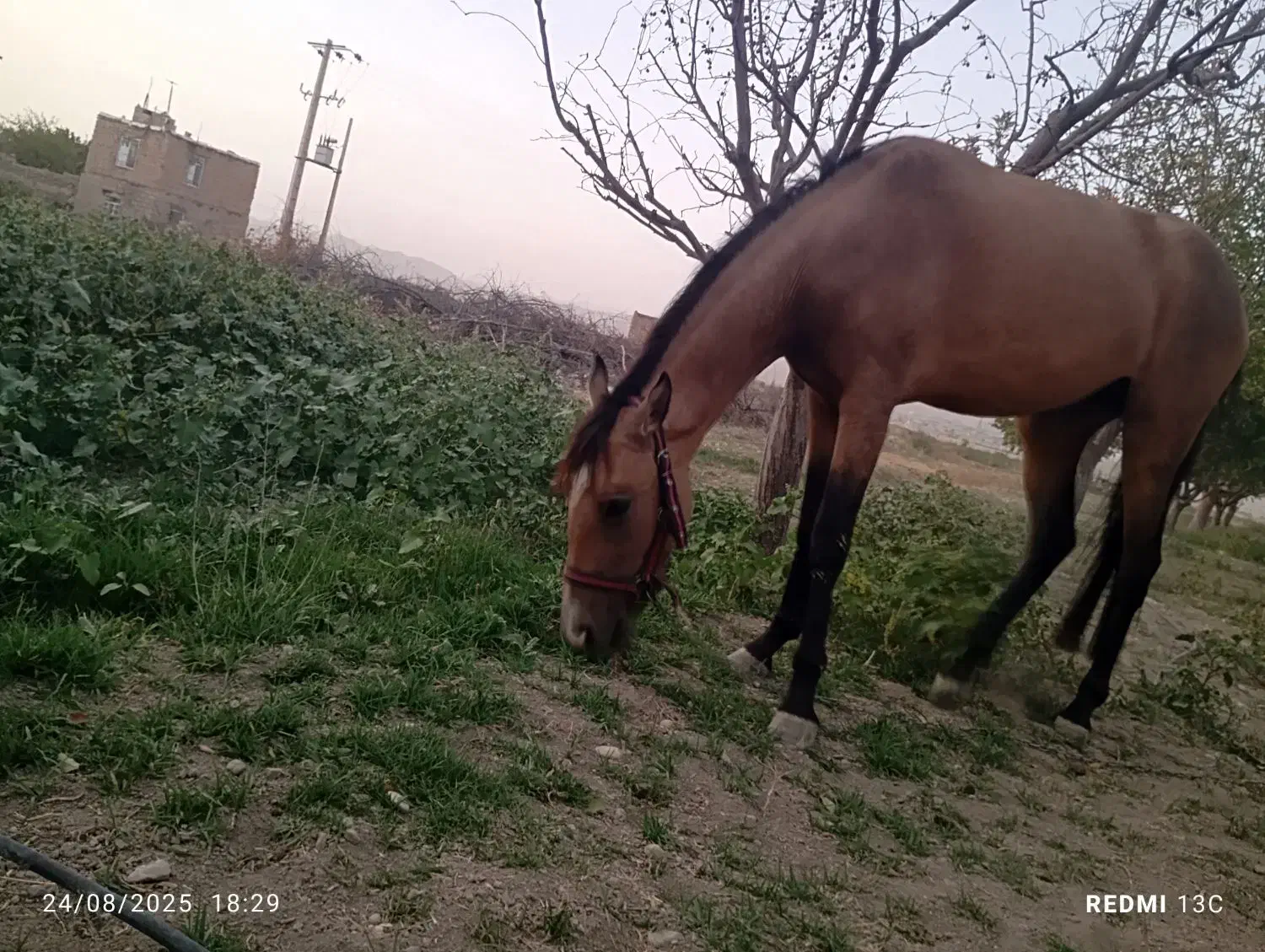 مادیان|اسب و تجهیزات اسبسواری|شیروان (خراسان), |دیوار