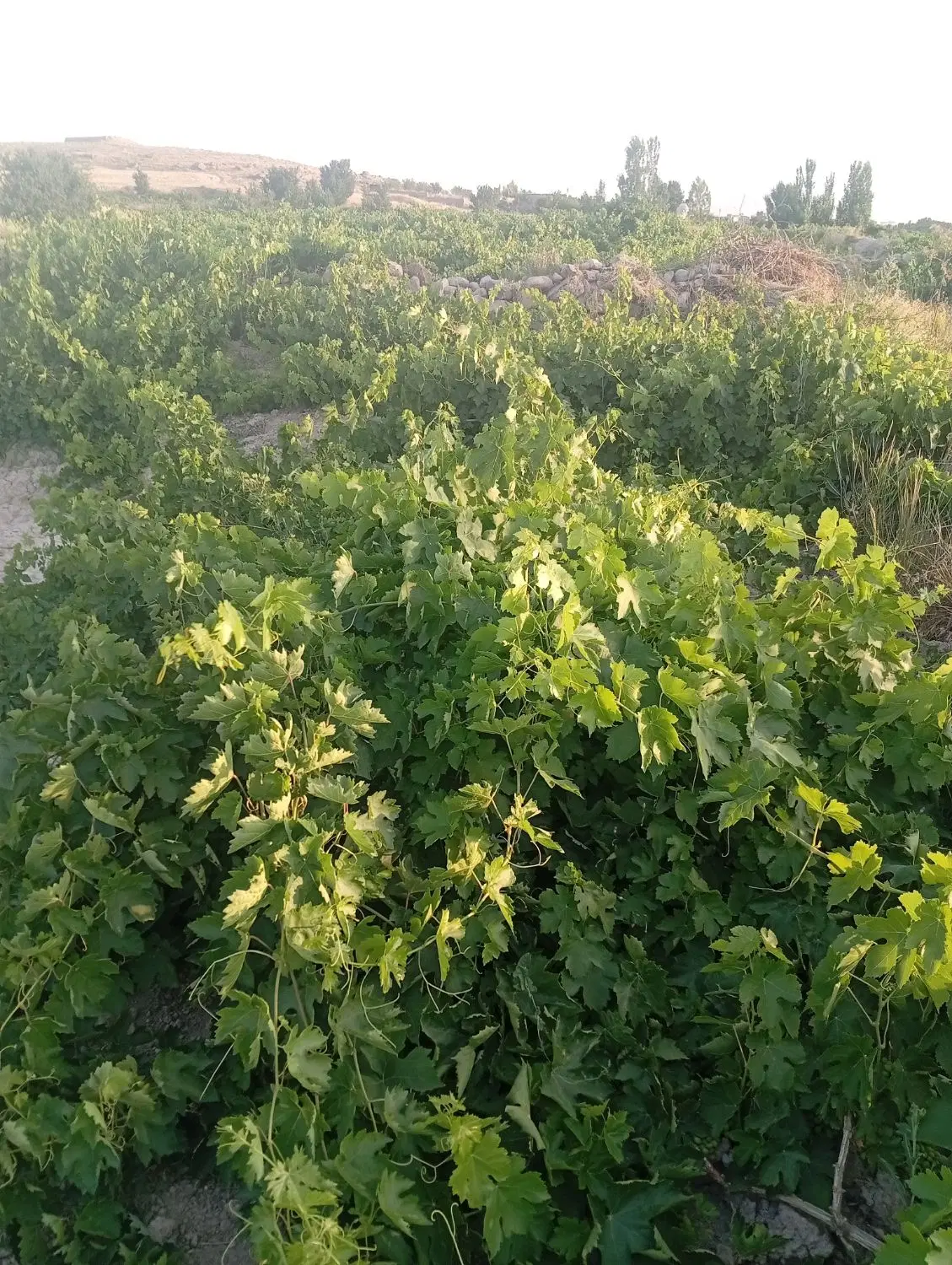 قوره|خوردنی و آشامیدنی|قروه, |دیوار