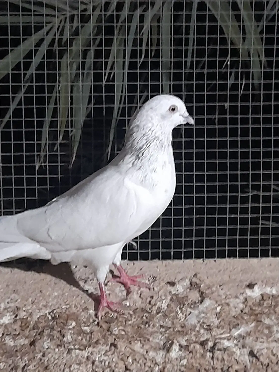 هندی|پرنده|خورموج, |دیوار